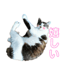 コロタとメイリーとピアノ時々サラン（個別スタンプ：16）