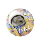 とろちゃん③（個別スタンプ：3）