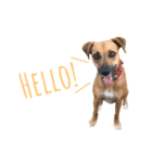 保護犬ルーク（個別スタンプ：1）