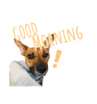 保護犬ルーク（個別スタンプ：2）