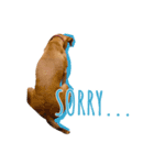 保護犬ルーク（個別スタンプ：5）