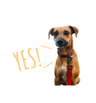 保護犬ルーク（個別スタンプ：6）