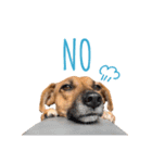 保護犬ルーク（個別スタンプ：7）