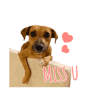 保護犬ルーク（個別スタンプ：9）