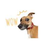 保護犬ルーク（個別スタンプ：10）