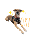 保護犬ルーク（個別スタンプ：11）