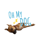 保護犬ルーク（個別スタンプ：12）