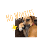 保護犬ルーク（個別スタンプ：13）