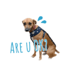 保護犬ルーク（個別スタンプ：14）