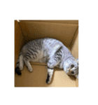 猫のみらい（公開販売）（個別スタンプ：1）