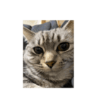 猫のみらい（公開販売）（個別スタンプ：2）