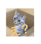 猫のみらい（公開販売）（個別スタンプ：3）