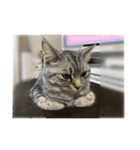 猫のみらい（公開販売）（個別スタンプ：4）