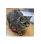 猫のみらい（公開販売）（個別スタンプ：6）
