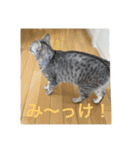 猫のみらい（公開販売）（個別スタンプ：7）