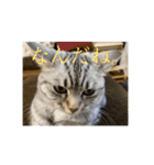 猫のみらい（公開販売）（個別スタンプ：8）