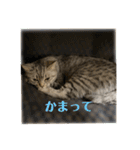 猫のみらい（公開販売）（個別スタンプ：9）