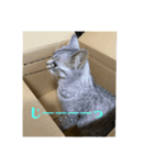 猫のみらい（公開販売）（個別スタンプ：10）