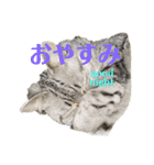 猫のみらい（公開販売）（個別スタンプ：11）