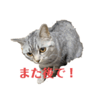 猫のみらい（公開販売）（個別スタンプ：12）