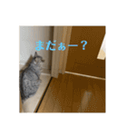 猫のみらい（公開販売）（個別スタンプ：13）