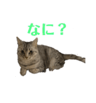 猫のみらい（公開販売）（個別スタンプ：14）