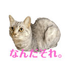 猫のみらい（公開販売）（個別スタンプ：15）
