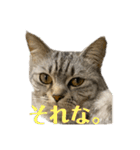 猫のみらい（公開販売）（個別スタンプ：16）