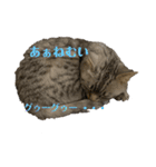 猫のみらい（公開販売）（個別スタンプ：17）
