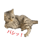 猫のみらい（公開販売）（個別スタンプ：18）