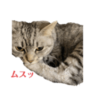 猫のみらい（公開販売）（個別スタンプ：19）