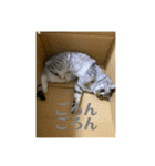 猫のみらい（公開販売）（個別スタンプ：20）