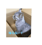 猫のみらい（公開販売）（個別スタンプ：21）