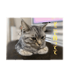猫のみらい（公開販売）（個別スタンプ：22）