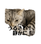 猫のみらい（公開販売）（個別スタンプ：23）