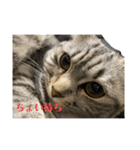 猫のみらい（公開販売）（個別スタンプ：24）