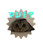 猫のみらい（公開販売）（個別スタンプ：25）