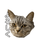 猫のみらい（公開販売）（個別スタンプ：27）