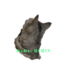 猫のみらい（公開販売）（個別スタンプ：28）