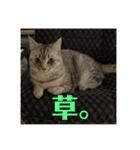 猫のみらい（公開販売）（個別スタンプ：29）