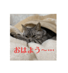 猫のみらい（公開販売）（個別スタンプ：30）