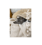 猫のみらい（公開販売）（個別スタンプ：31）