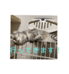 猫のみらい（公開販売）（個別スタンプ：32）