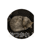 猫のみらい（公開販売）（個別スタンプ：33）