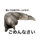 猫のみらい（公開販売）（個別スタンプ：34）