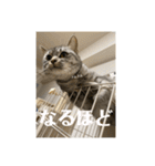 猫のみらい（公開販売）（個別スタンプ：35）