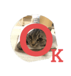 猫のみらい（公開販売）（個別スタンプ：36）