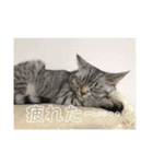 猫のみらい（公開販売）（個別スタンプ：37）