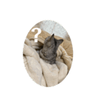 猫のみらい（公開販売）（個別スタンプ：38）