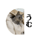 猫のみらい（公開販売）（個別スタンプ：39）